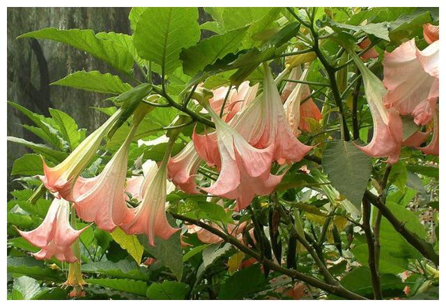 曼陀罗花的功效(酒泡曼陀罗花的功效)