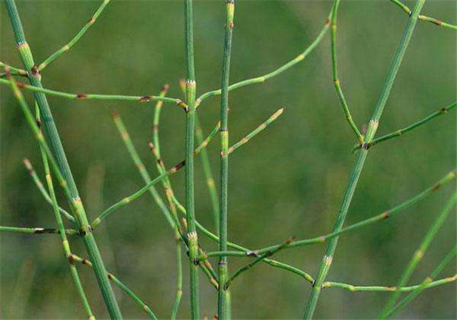 节节草(节节草的毒性有多大)